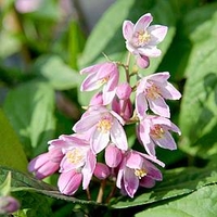 Deutzia hybrida 
