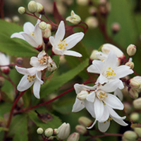 Deutzia Plant - Crenata Nikko