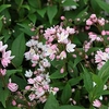 Deutzia Plant - Yuki Cherry Blossom Proven Winners®