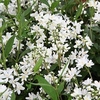 Deutzia Plant - Yuki Snowflake Proven Winners®