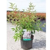 Deutzia purp. Plant - Kalmiiflora