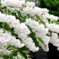 Deutzia scabra Plants
