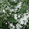 Deutzia setchuenensis corymbiflora Plant