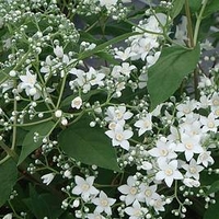 Deutzia setchuenensis corymbiflora Plant