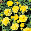Dianthus caryophyllus Plant - Yellow