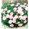 Dianthus Plant - Candy Floss