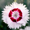 Dianthus Plant - Cherry Daiquiri