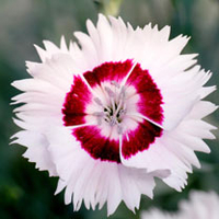 Dianthus Plant - Cherry Daiquiri