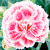Dianthus Plant - Coral Reef
