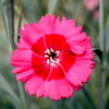 Dianthus Plant - Cosmopolitan