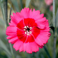 Dianthus Plant - Cosmopolitan