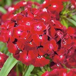 Dianthus Plant - Dash Crimson