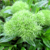 Dianthus Plant - Green Tick