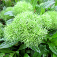 Dianthus Plant - Green Tick