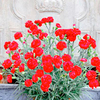 Dianthus Plant - Passion