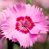 Dianthus Plant - Shirley Temple