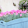 Dianthus Plant - Tickled Pink