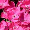 Dianthus Plant - Vivid Bright Light