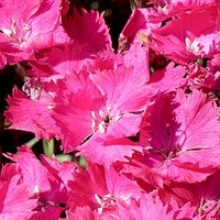 Dianthus Plant - Vivid Bright Light