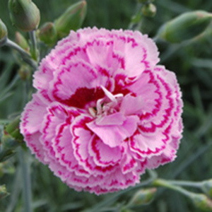 Dianthus Plants - Collection