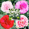 Dianthus Plants - Collection
