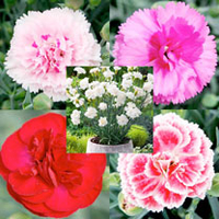 Dianthus Plants - Collection