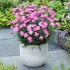 Dianthus Plants - Dinetta Pink