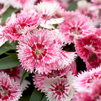 Dianthus Plants - Ideal Select Whitefire