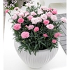 Dianthus Plants - Pink to White