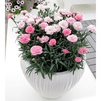 Dianthus Plants - Pink to White