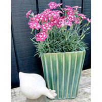 Dianthus Scent from Heaven Plant - Angel of Desire
