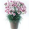 Dianthus Scent from Heaven Plant - Angel of Peace