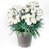 Dianthus Scent from Heaven Plant - Angel of Purity