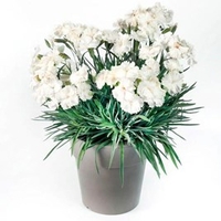 Dianthus Scent from Heaven Plant - Angel of Purity