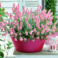 Diascia Plant - Sundiascia Blush Pink