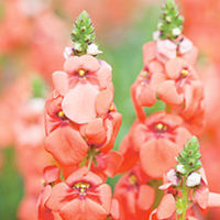 Diascia Plant - Sundiascia Orange