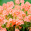 Diascia Plant - Sundiascia Peach