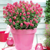 Diascia Plant - Sundiascia Rose Pink