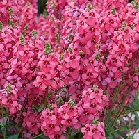 Diascia Plants - Aurora Dark Pink
