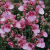 Diascia Seeds - Pink Queen