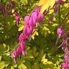 Dicentra Plant - Goldheart