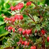 Dicentra Plant - Valentine