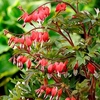 Dicentra Plant - Valentine