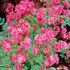 Dicentra Plants - King of Hearts
