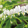 Dicentra spectabilis Plant - Alba