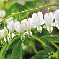 Dicentra spectabilis Plant - Alba