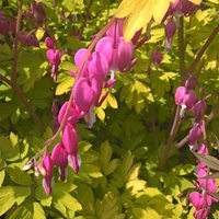 Dicentra spectabilis Plant - Goldheart
