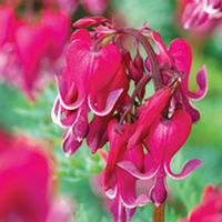 Dicentra spectabilis Plant - Red