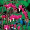 Dicentra Spectablilis Plant - Red