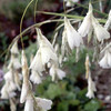 Dierama Plant - Argyreum